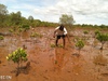 Where will the Milky Chance trees be planted?